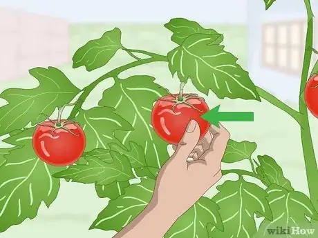 Image titled Pick Tomatoes Step 3