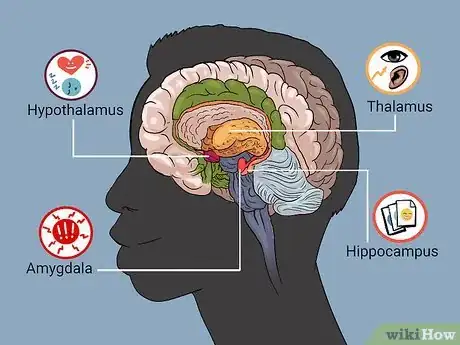 Image titled Understand the Four Main Parts of the Brain Step 6