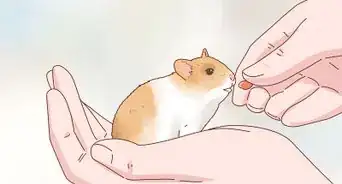 Care for Hamster Babies