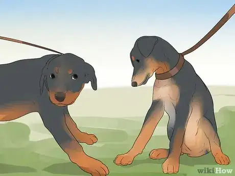 Image titled Care for a Rottweiler Puppy Step 14