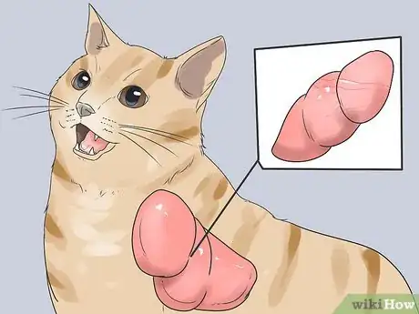 Image titled Help Your Cat Breathe Easier Step 14