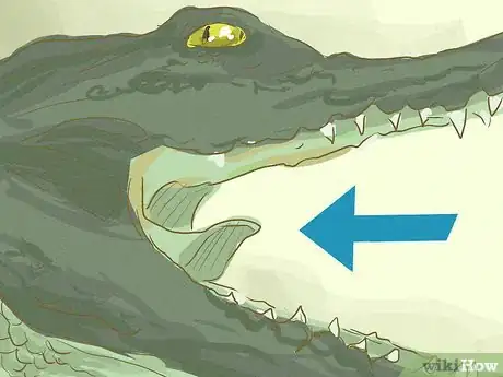 Image titled Survive an Encounter with a Crocodile or Alligator Step 18