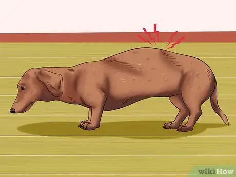 Image titled Diagnose Back Problems in Dachshunds Step 1