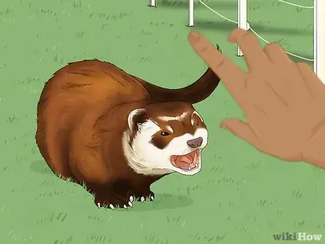 Image titled Skunk vs Polecat Step 8