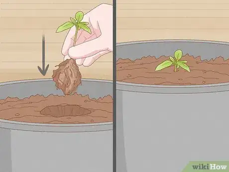 Image titled Grow Tomatoes in Pots Step 8