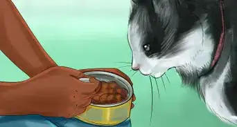 Encourage Your Cat to Eat