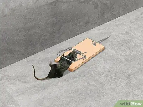 Image titled Trap Rats Step 13