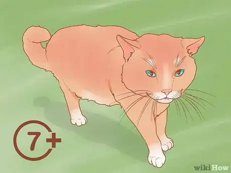 Image titled Choose a Cat Step 21