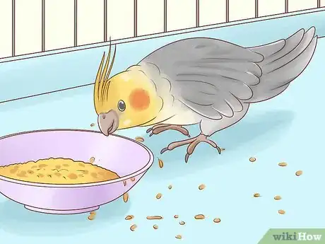 Image titled Know if a Cockatiel Is Right for You Step 8