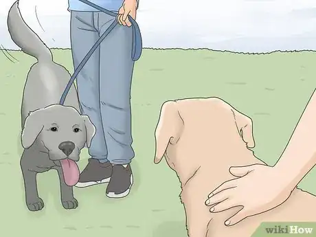 Image titled Stop Dog Marking Behaviors Step 7