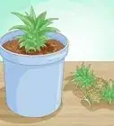 Grow Dwarf Pineapples