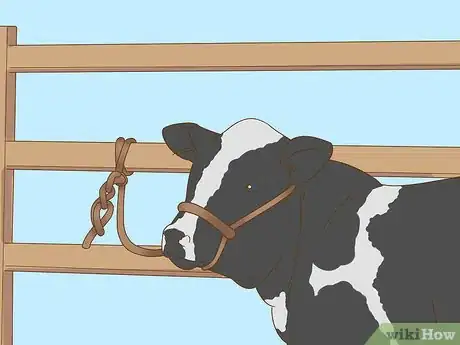 Image titled Milk a Cow Step 1