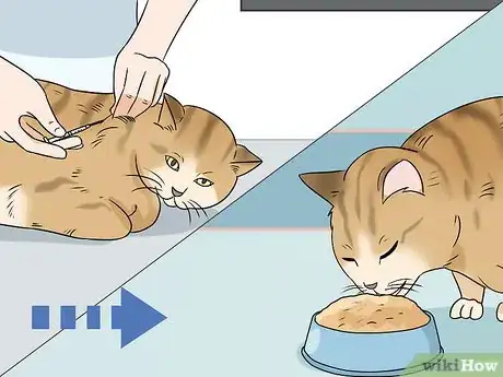 Image titled Feed a Diabetic Cat Step 6