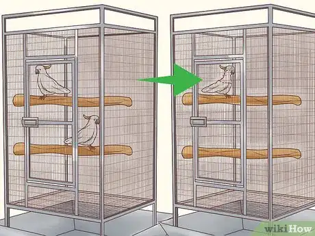 Image titled Treat Psittacine Beak and Feather Disease in Cockatoos Step 5