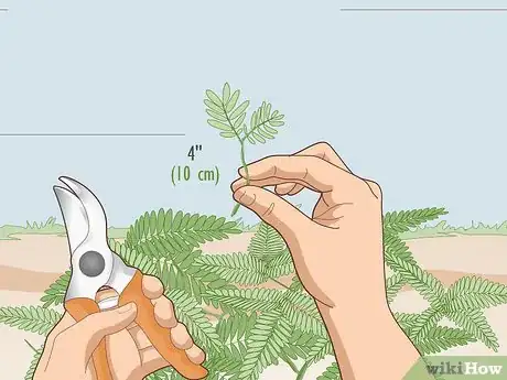 Image titled Grow a Sensitive Plant (Mimosa pudica) Step 8