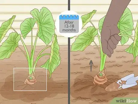 Image titled Grow Taro Step 13