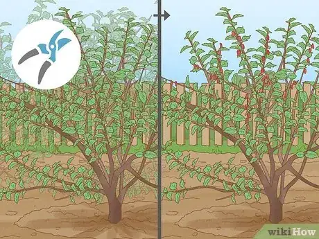 Image titled Prune a Mulberry Tree Step 7