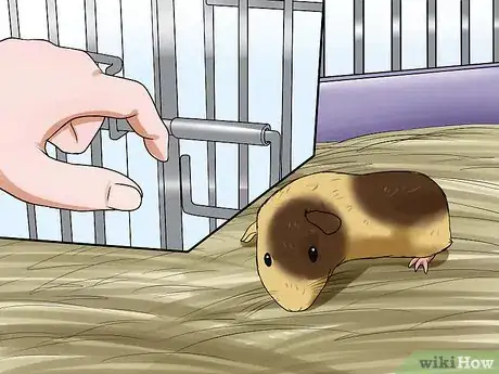 Image titled Get Your Guinea Pig to Stop Biting You Step 5