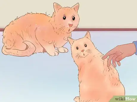 Image titled Know if Your Cat Is Sick Step 7