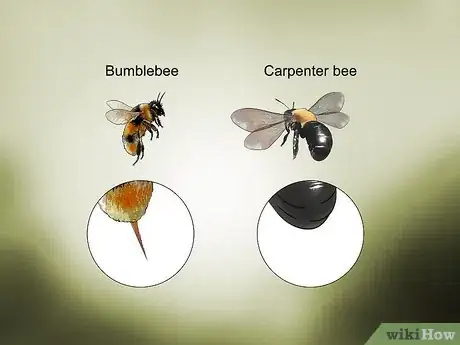 Image titled Identify Carpenter Bees Step 1