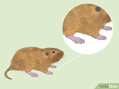 Image titled Gopher vs Groundhog Step 3