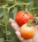 Grow Tomatoes in a Greenhouse