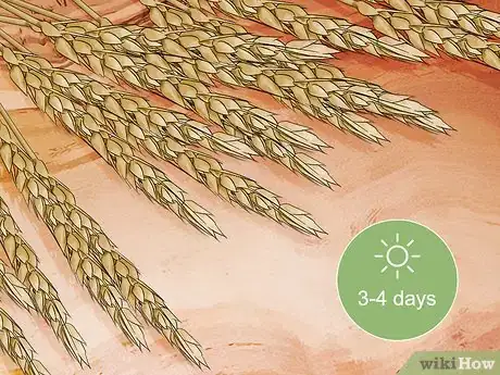 Image titled Grow Wheat in Your Garden Step 17