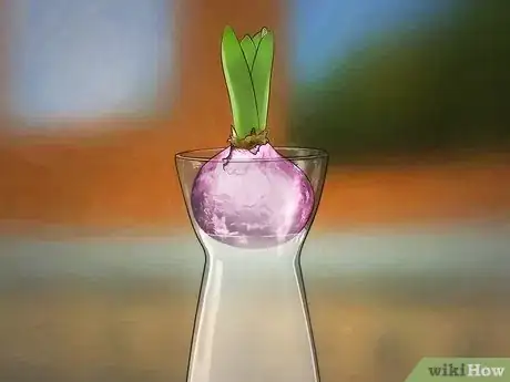 Image titled Grow a Hyacinth Bulb in Water Step 6