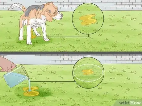 Image titled Stop Dog Pee from Killing Grass Step 1