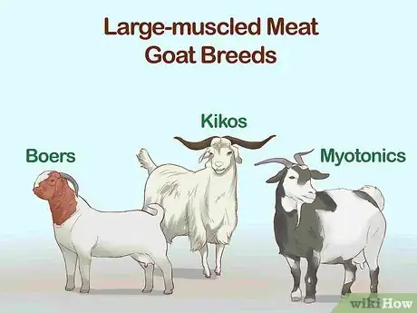 Image titled Identify Goat Breeds Step 4