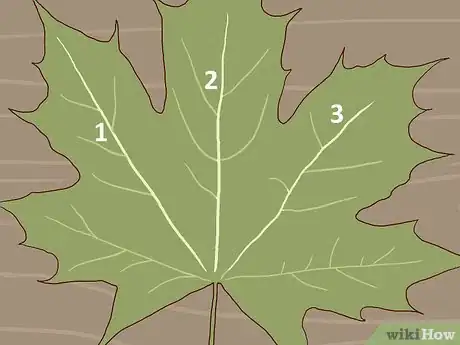 Image titled Identify Sugar Maple Trees Step 6