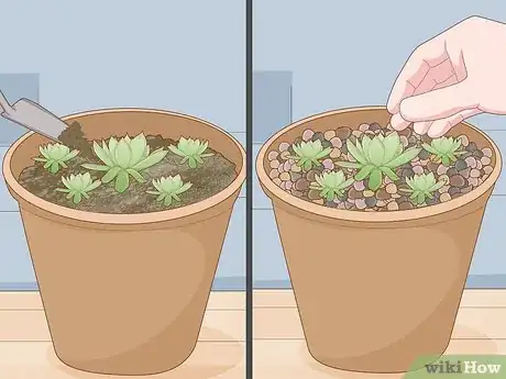 Image titled Plant Succulents Step 4