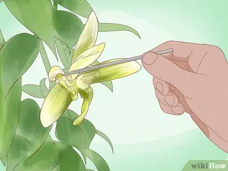 Image titled Grow Vanilla Step 14