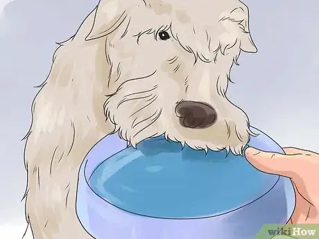 Image titled Be a Good Dog Owner Step 11