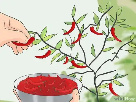 Image titled Grow Chillis Step 16