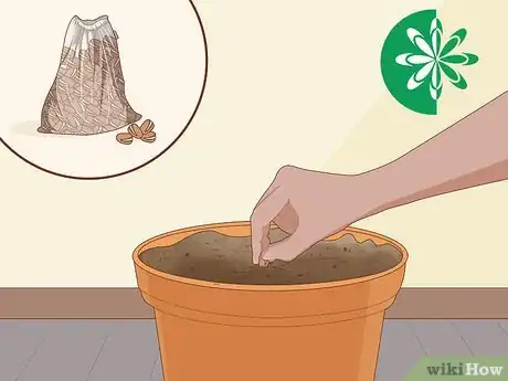 Image titled Grow Ginseng Step 11