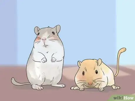 Image titled Care for Gerbils Step 2