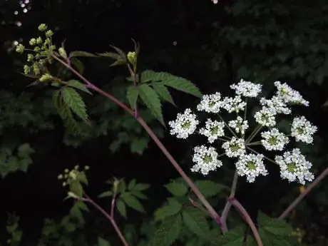 Image titled Cicuta maculata, Huntley Meadows, 6_28_14