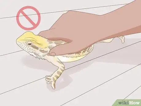 Image titled Tame a Lizard Step 1