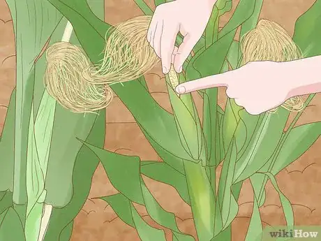 Image titled Grow Sweet Corn Step 15