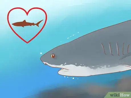 Image titled Spot a Tiger Shark Step 13