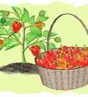 Grow Peppers