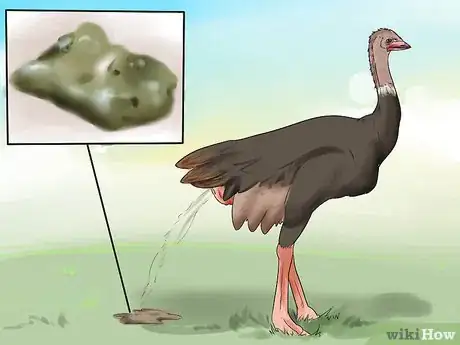 Image titled Diagnose Illness in an Emu Step 1