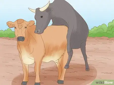 Image titled Tell if a Cow or Heifer Has Been Bred Step 6