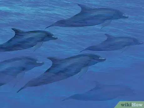 Image titled Identify Whales Step 14