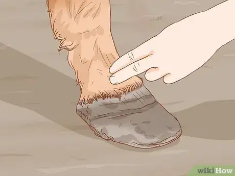 Image titled Identify a Hoof Abscess in Horses Step 4