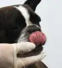 Brush a Dog's Teeth