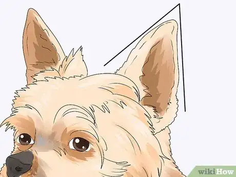 Image titled Identify a Yorkshire Terrier Step 3