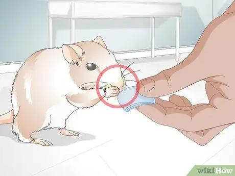 Image titled Know if a Gerbil Is Ill Step 9