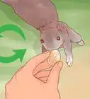 Hand Feed a Squirrel